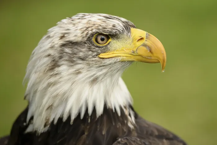 Gerahmter Druck : Bald Eagle Gerahmter Druck : Bald Eagle