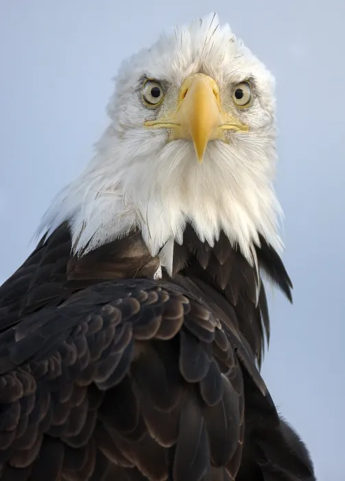 Gerahmter Druck : Bald Eagle, Alaska Gerahmter Druck : Bald Eagle, Alaska