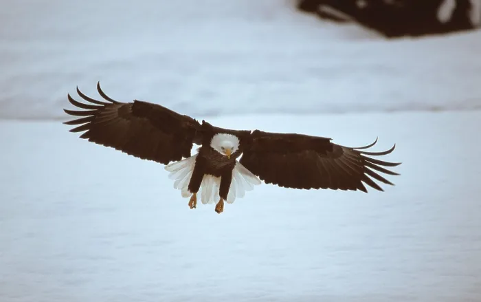 Gerahmter Druck : Bald Eagle, Chilkat River, Alaska