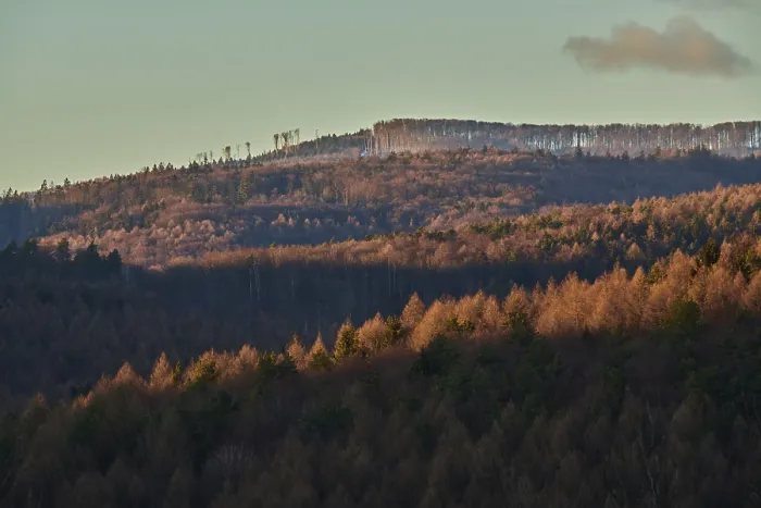 Gerahmter Druck : Bald wird der Wald im Winter bei Sonnenuntergang. Gerahmter Druck : Bald wird der Wald im Winter bei Sonnenuntergang.