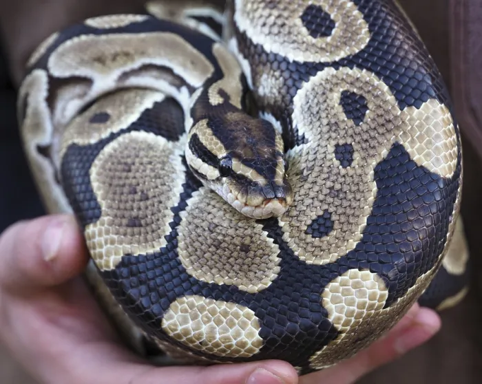 Gerahmter Druck : Ball-Python ruht auf den Händen des Zoobesitzers. Gerahmter Druck : Ball-Python ruht auf den Händen des Zoobesitzers.