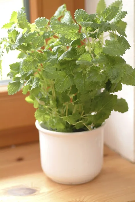 Gerahmter Druck : Zitronenbalsam Gerahmter Druck : Zitronenbalsam