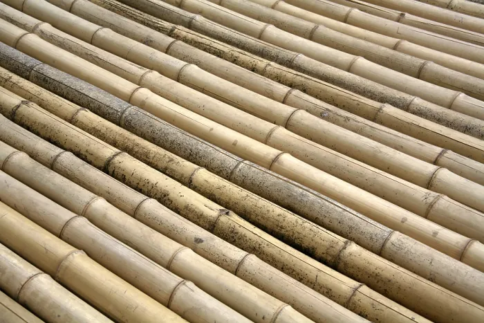 Gerahmter Druck : Bamboo Gerahmter Druck : Bamboo
