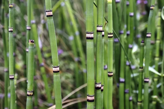 Gerahmter Druck : Bamboo Gerahmter Druck : Bamboo