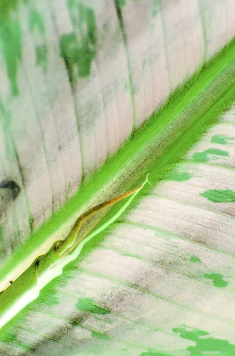 Gerahmter Druck : Blatt von einer Banane (makro) Gerahmter Druck : Blatt von einer Banane (makro)