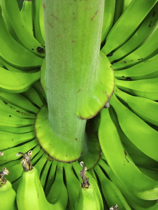 Gerahmter Druck : Baum der Banane auf einem Baum. Gerahmter Druck : Baum der Banane auf einem Baum.