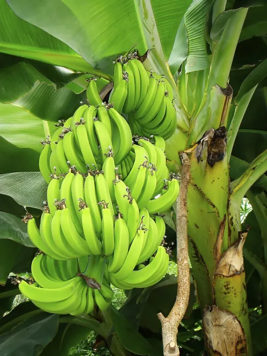 Gerahmter Druck : Baum der Banane auf einem Baum. Gerahmter Druck : Baum der Banane auf einem Baum.