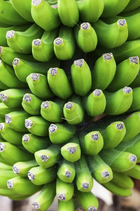 Gerahmter Druck : Banane auf einem Baum Gerahmter Druck : Banane auf einem Baum