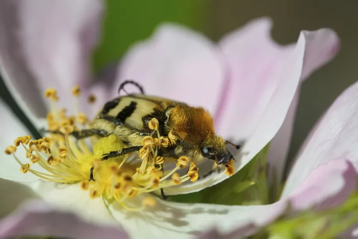 Gerahmter Druck : Geflecktes Bienenkäfer, Blatt-Hornkäfer Gerahmter Druck : Geflecktes Bienenkäfer, Blatt-Hornkäfer