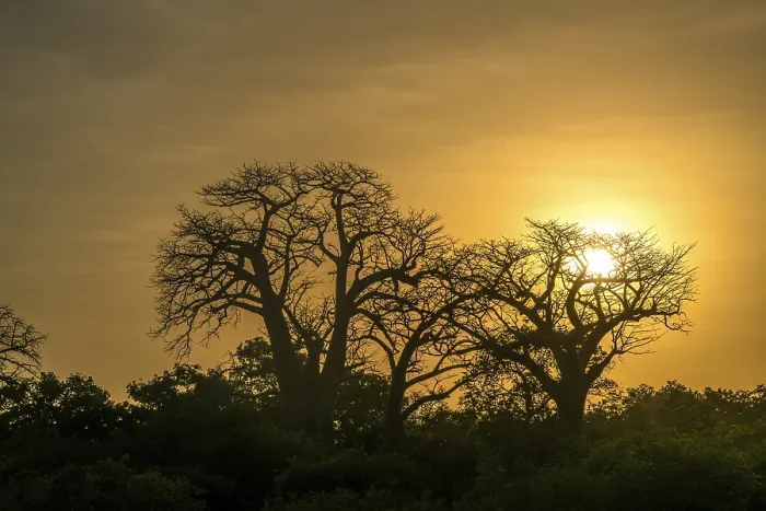 Gerahmter Druck : Baobabbaum im Abendlicht. Gerahmter Druck : Baobabbaum im Abendlicht.