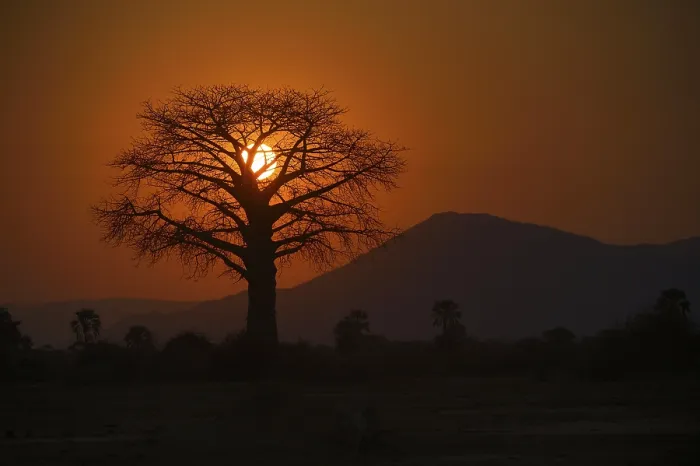 Gerahmter Druck : Baobabbaum-Silhouette gegen die Sonne, roter Himmel, Bergkette im Hintergrund, Lower Zambezi Nationalpark, Sambia Gerahmter Druck : Baobabbaum-Silhouette gegen die Sonne, roter Himmel, Bergkette im Hintergrund, Lower Zambezi Nationalpark, Sambia
