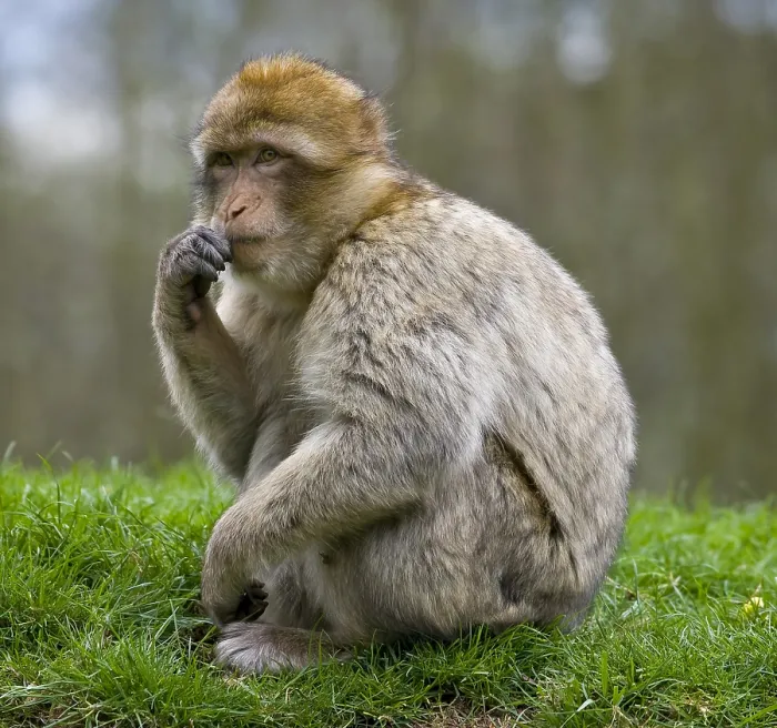 Gerahmter Druck : Barbary-Afrikanischer Makak (Macaca sylvanus) Gerahmter Druck : Barbary-Afrikanischer Makak (Macaca sylvanus)
