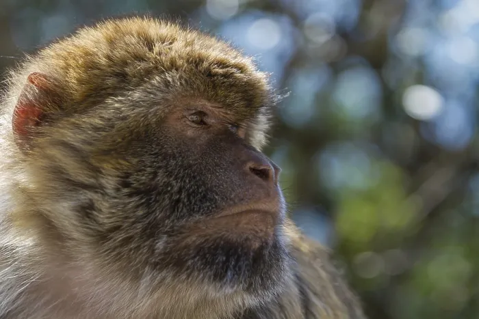 Gerahmter Druck : Barbary-Afrikanischer Affe (Macaca sylvanus) Gerahmter Druck : Barbary-Afrikanischer Affe (Macaca sylvanus)
