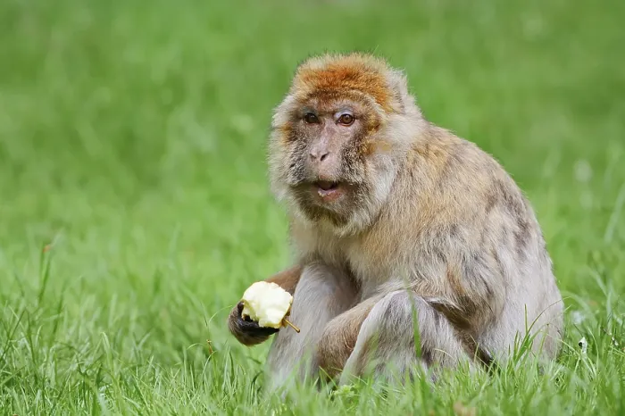 Gerahmter Druck : Barbary-Afrikanischer Affe oder Magot (Macaca sylvanus) Gerahmter Druck : Barbary-Afrikanischer Affe oder Magot (Macaca sylvanus)