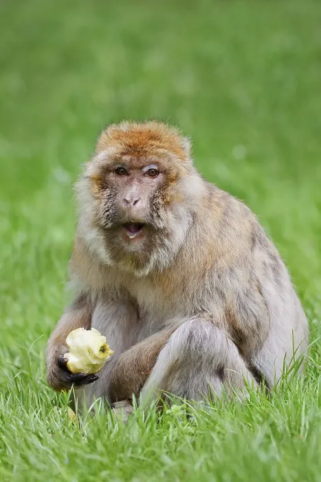 Gerahmter Druck : Barbarenaffe oder Magot (Macaca sylvanus) Gerahmter Druck : Barbarenaffe oder Magot (Macaca sylvanus)