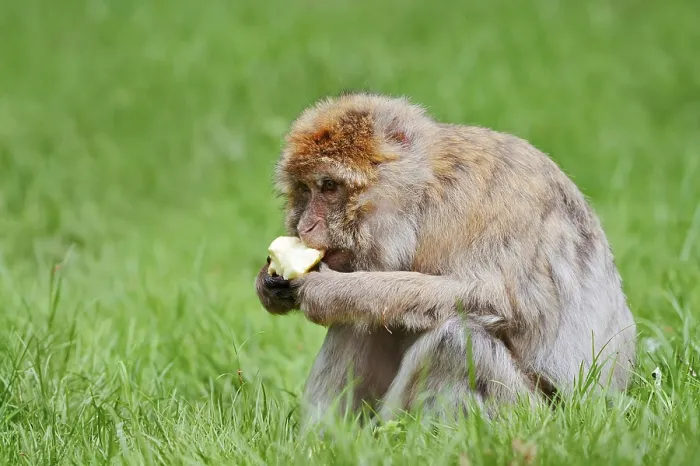 Gerahmter Druck : Barbary-Affenmakak oder Magot (Macaca sylvanus) Gerahmter Druck : Barbary-Affenmakak oder Magot (Macaca sylvanus)
