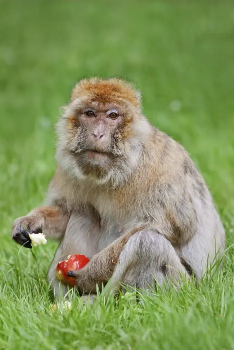 Gerahmter Druck : Barbarenaffe oder Magot (Macaca sylvanus) Gerahmter Druck : Barbarenaffe oder Magot (Macaca sylvanus)