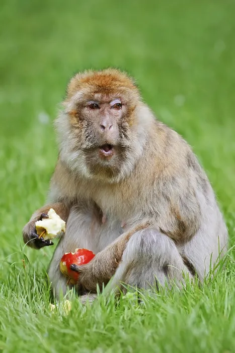 Gerahmter Druck : Barbary-Affenmakake (Macaca sylvanus) - Weibchen in einem Wiesengrund sitzt auf einer Bank und isst eine Birne, gefunden in Marokko, Algerien und Gibraltar Gerahmter Druck : Barbary-Affenmakake (Macaca sylvanus) - Weibchen in einem Wiesengrund sitzt auf einer Bank und isst eine Birne, gefunden in Marokko, Algerien und Gibraltar