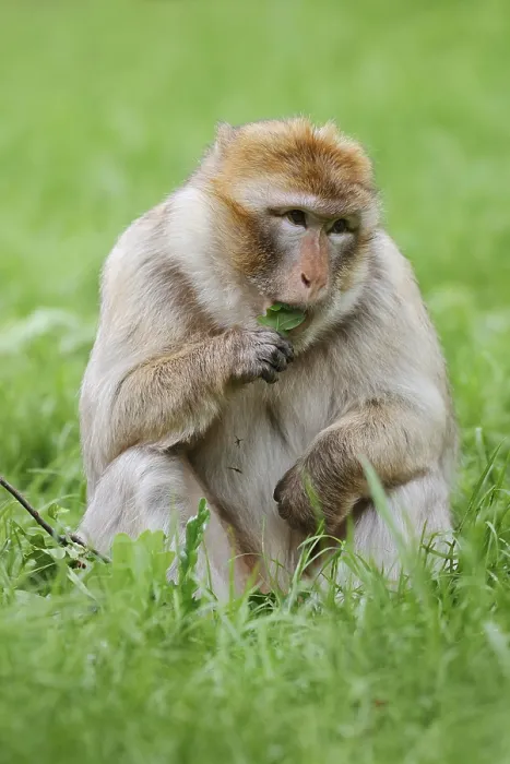 Gerahmter Druck : Der Barbarabaran oder Magot (Macaca sylvanus) sitzt in einer Wiese und isst. Gerahmter Druck : Der Barbarabaran oder Magot (Macaca sylvanus) sitzt in einer Wiese und isst.