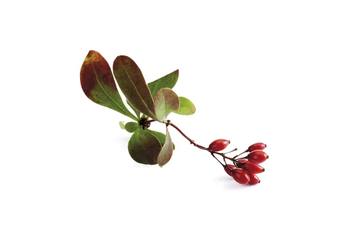 Gerahmter Druck : Bartender oder Berberis Gerahmter Druck : Bartender oder Berberis