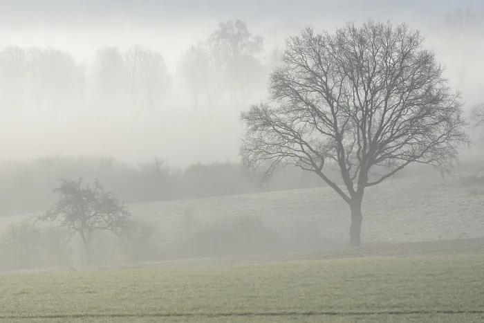 Gerahmter Druck : Bare entblätterte Bäume im Nebel.
