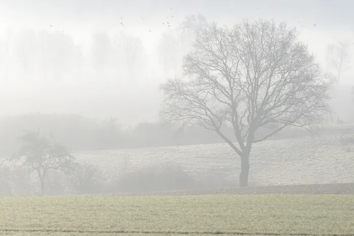 Gerahmter Druck : Bare baumlose Bäume in der Nebel. Gerahmter Druck : Bare baumlose Bäume in der Nebel.