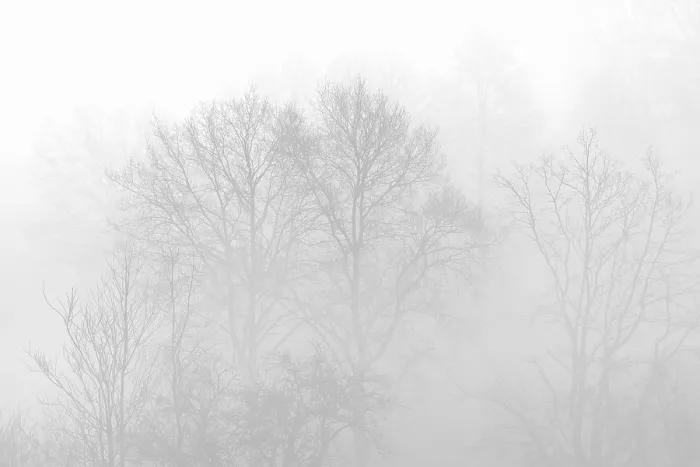 Gerahmter Druck : Bare laubwerfende Bäume in der Nebel. Gerahmter Druck : Bare laubwerfende Bäume in der Nebel.
