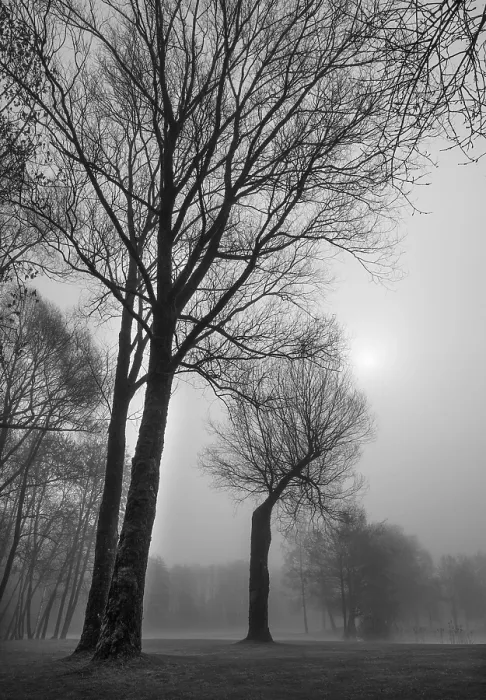 Gerahmter Druck : Bare Gruppe von Bäumen in der morgendlichen Nebel.