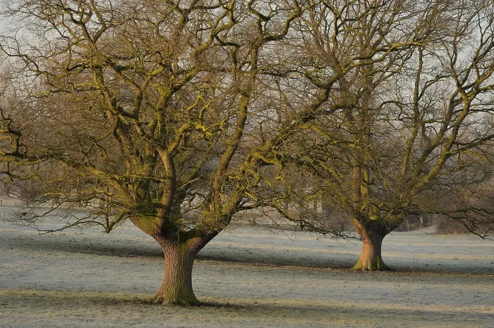Gerahmter Druck : Zwei nackte Eichen (Quercus robur) Bäume. Gerahmter Druck : Zwei nackte Eichen (Quercus robur) Bäume.