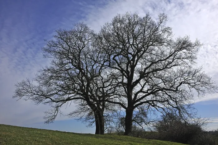 Gerahmter Druck : Zwei nackte Eichenbäume (Quercus), Bentin. Gerahmter Druck : Zwei nackte Eichenbäume (Quercus), Bentin.