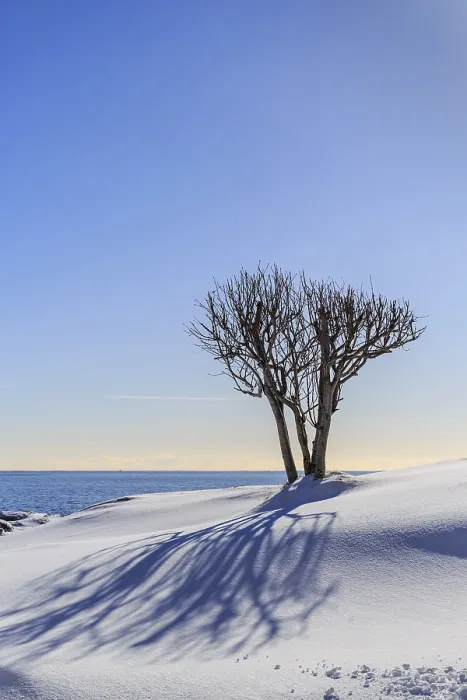 Gerahmter Druck : Bare Baum wirft Schatten in Schnee. Gerahmter Druck : Bare Baum wirft Schatten in Schnee.