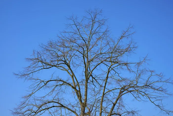 Gerahmter Druck : Bare tree against a clear blue sky in Baden-Württemberg, Deutschland Gerahmter Druck : Bare tree against a clear blue sky in Baden-Württemberg, Deutschland