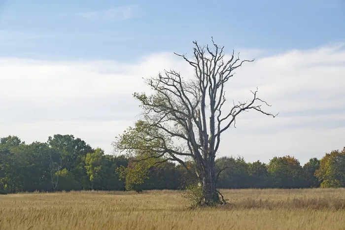 Gerahmter Druck : Ein nackter Baum in einem Feld vor einem blauen Himmel.