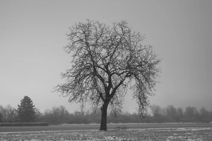 Gerahmter Druck : Bare Baum an einem Winterabend. Gerahmter Druck : Bare Baum an einem Winterabend.
