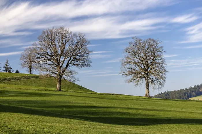 Gerahmter Druck : Bare Baum vor dem Keimpflanze. Gerahmter Druck : Bare Baum vor dem Keimpflanze.