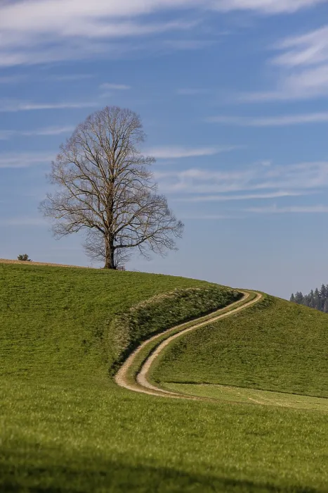 Gerahmter Druck : Baum ohne Blätter vor dem Keimen. Gerahmter Druck : Baum ohne Blätter vor dem Keimen.