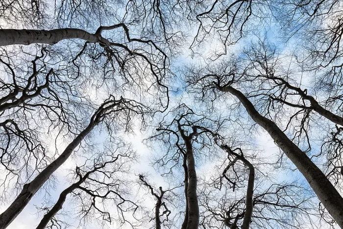 Gerahmter Druck : Bare Bäume mit Himmel. Gerahmter Druck : Bare Bäume mit Himmel.