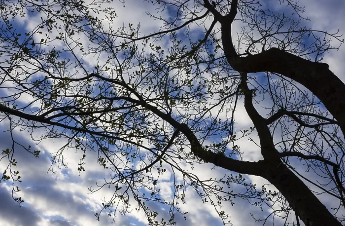 Gerahmter Druck : Bare Bäume gegen den Himmel, Äste. Gerahmter Druck : Bare Bäume gegen den Himmel, Äste.