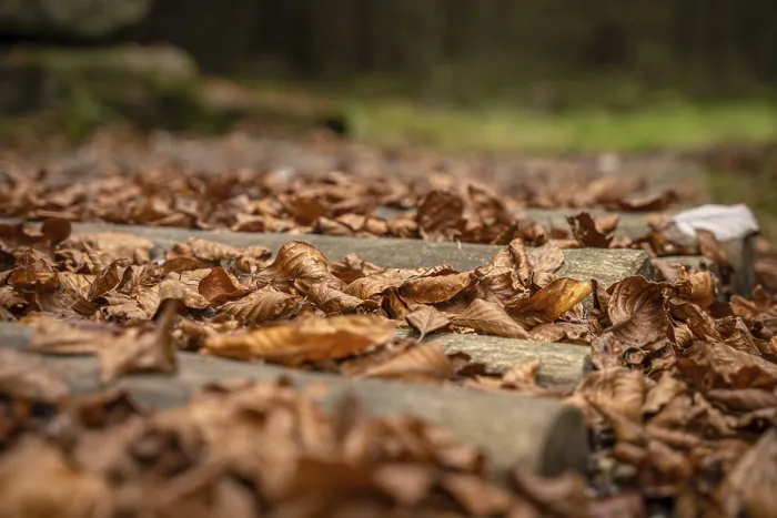 Gerahmter Druck : Barfußpark im Wald, Schomberg. Gerahmter Druck : Barfußpark im Wald, Schomberg.