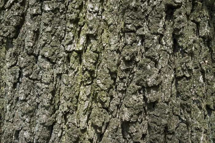 Gerahmter Druck : Rauschen, Rauschen eines Eichenbaumes (Quercus). Gerahmter Druck : Rauschen, Rauschen eines Eichenbaumes (Quercus).