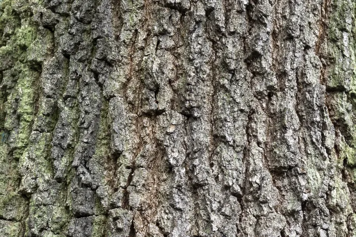 Gerahmter Druck : Rauschen, Rauschen eines Eichenbaumes (Quercus). Gerahmter Druck : Rauschen, Rauschen eines Eichenbaumes (Quercus).