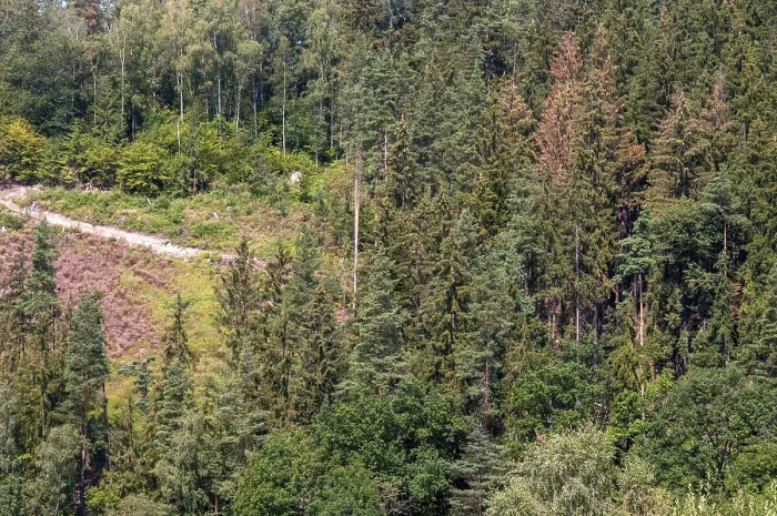 Gerahmter Druck : Rindenkafer, Rindenkafernest, Waldschaden Gerahmter Druck : Rindenkafer, Rindenkafernest, Waldschaden