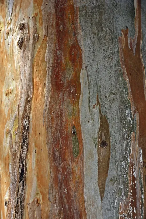 Gerahmter Druck : Rinde eines Eukalyptus (Eucalyptus) Gerahmter Druck : Rinde eines Eukalyptus (Eucalyptus)