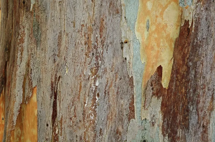 Gerahmter Druck : Rinde einer Eukalyptus (Eucalyptus) Gerahmter Druck : Rinde einer Eukalyptus (Eucalyptus)
