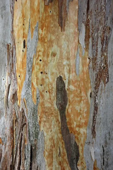 Gerahmter Druck : Rinde einer Eukalyptus (Eucalyptus) Gerahmter Druck : Rinde einer Eukalyptus (Eucalyptus)
