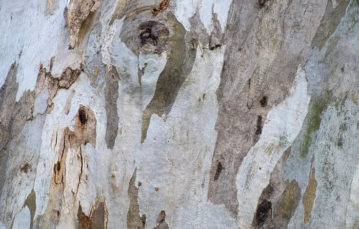 Gerahmter Druck : Rinde des Eukalyptusbaums (Eucalyptus) Gerahmter Druck : Rinde des Eukalyptusbaums (Eucalyptus)