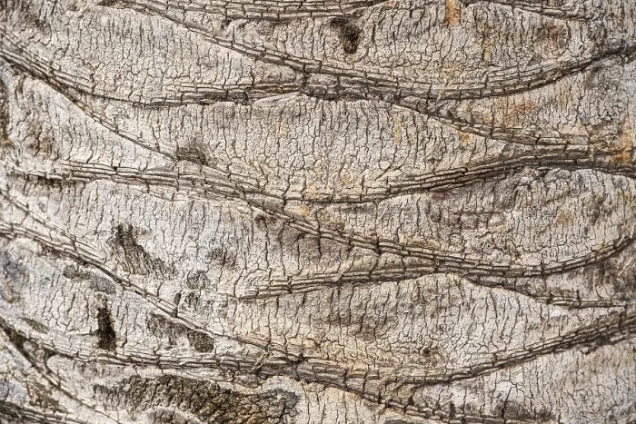 Gerahmter Druck : Blatt einer Palme (Palmae), Detail. Gerahmter Druck : Blatt einer Palme (Palmae), Detail.