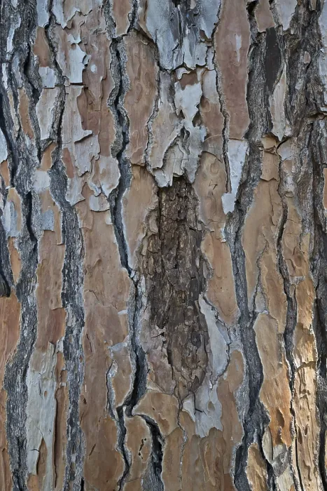 Gerahmter Druck : Rinde eines Kiefernbaumes (Pinus pinaster) Gerahmter Druck : Rinde eines Kiefernbaumes (Pinus pinaster)