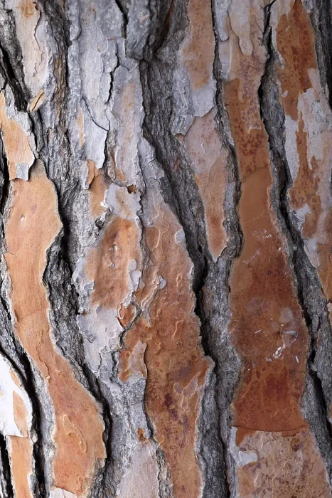Gerahmter Druck : Rinde eines Kiefernbaumes (Pinus pinea) Gerahmter Druck : Rinde eines Kiefernbaumes (Pinus pinea)