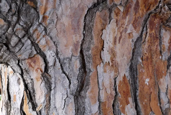 Gerahmter Druck : Rinde eines Kiefernbaumes (Pinus pinea) Gerahmter Druck : Rinde eines Kiefernbaumes (Pinus pinea)